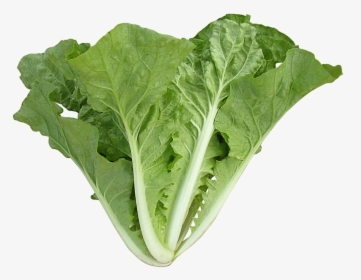 Chinese Cabbage Ong King, HD Png Download, Free Download