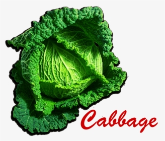 Cabbage Png Picture - Savoy Cabbage, Transparent Png, Free Download