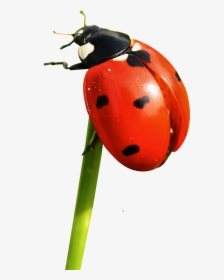 Ladybug Png Image - Transparent Ladybird Png, Png Download, Free Download