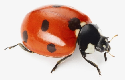 Ladybug Png Clipart Background - Ladybird On White Background, Transparent Png, Free Download