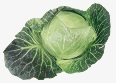 Cabbage Png, Transparent Png, Free Download