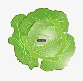 Cabbage Clipart Png , Png Download - Rau Bap Cai Vector, Transparent Png, Free Download
