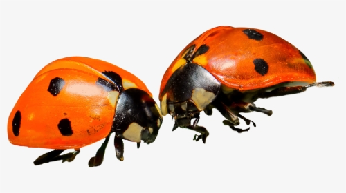 Orange Ladybug Png, Transparent Png, Free Download