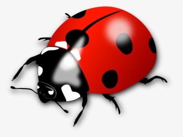 Ladybug Png, Transparent Png, Free Download