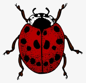 Ladybird Clip Arts - Ladybird Pictures To Colour, HD Png Download, Free Download