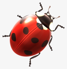 Ladybird Clipart Png Image Free Download Searchpng - Ladybird Png, Transparent Png, Free Download