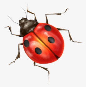 Transparent Ladybird Clipart - Ladybird Png, Png Download, Free Download