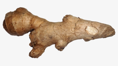File - Ginger - Jinjero, HD Png Download, Free Download