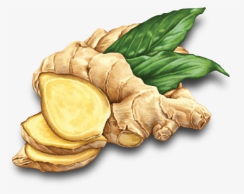That"s Why We"re On A Mission To Find New, Delicious - Ginger Root Ginger Vector, HD Png Download, Free Download