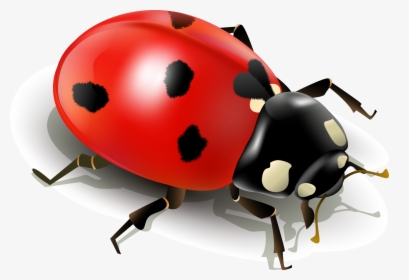 Insect Ladybird Clip Art Simplified Ladybug Ⓒ - Ladybug White Background, HD Png Download, Free Download