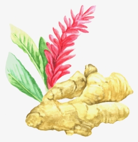 Ginger Root - Ginger, HD Png Download, Free Download