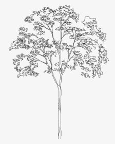Tree 5393d View"  Class="mw 100 Mh 100 Pol Align Vertical - Architecture Tree Drawing Png, Transparent Png, Free Download