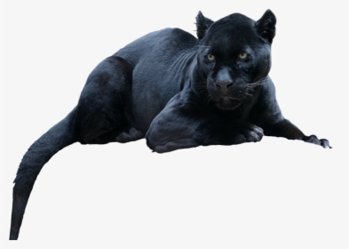 Black Panther Leopard Jaguar Cat Tiger - Animal Black Panther Png, Transparent Png, Free Download