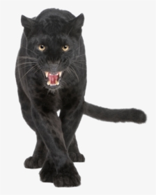 Panther Png Transparent - Black Leopard, Png Download, Free Download