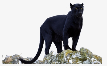 Transparent Animals Black Panther - Panther Meaning In Hindi, HD Png Download, Free Download