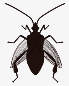 Ground Beetle - Bug Vector Png, Transparent Png, Free Download