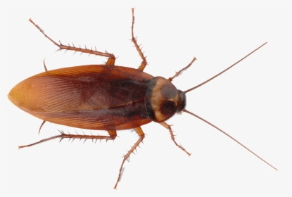 Roach Png - Cockroach Png Transparent, Png Download, Free Download