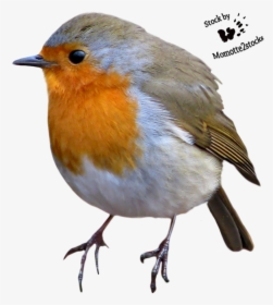 American Robin , Png Download - Robin Bird No Background, Transparent Png, Free Download