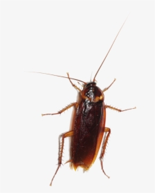 Cockroach Entokim Çevre Sal Hizmetleri Insect Pest - Cucaracha Png, Transparent Png, Free Download