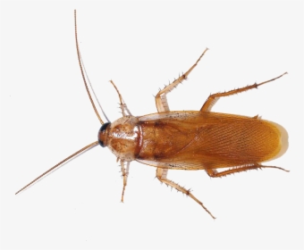 American Cockroach Png Photo - Cockroach Blood, Transparent Png, Free Download