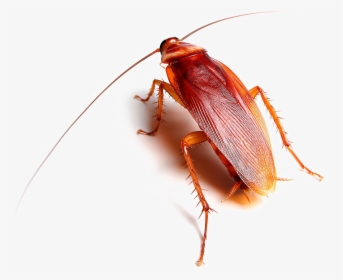 Transparent Roach Png - American Kinds Of Cockroach, Png Download, Free Download