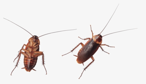 Transparent Roach Png - Cockroach, Png Download, Free Download