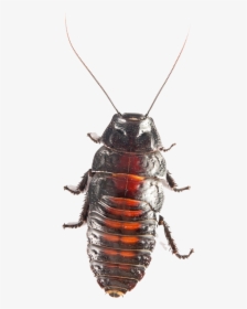 American Cockroach Png Transparent Image - Cockroach Ki, Png Download, Free Download