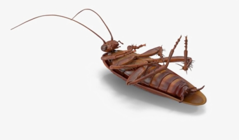 Cockroach Png No Background - Membrane-winged Insect, Transparent Png, Free Download