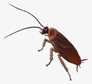 American Cockroach Insect Drawing German Cockroach - Cockroach Cartoon Transparent Background, HD Png Download, Free Download