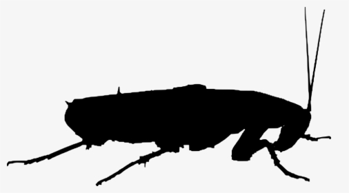 Cockroach, Silhouette, Insects - Cockroach Silhouette Vector, HD Png Download, Free Download