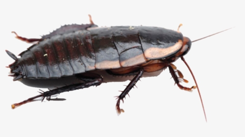 Roaches Free Png Image - New Zealand Cockroach, Transparent Png, Free Download