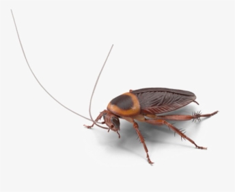 Cockroach Png Image Hd - Coroach Transparent Png, Png Download, Free Download