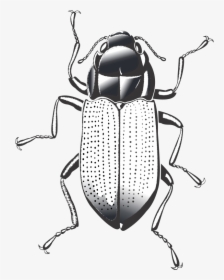Cockroach - Riffle Beetle, HD Png Download, Free Download