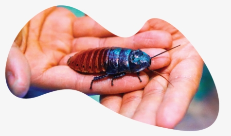 Madagascar Hissing Cockroach, HD Png Download, Free Download