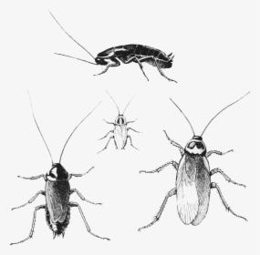 Cockroaches - Cockroach Kids, HD Png Download, Free Download