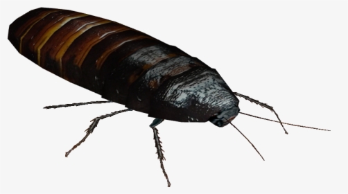 Madagascar Hissing Cockroach - Madagascar Hissing Cockroach Transparent, HD Png Download, Free Download