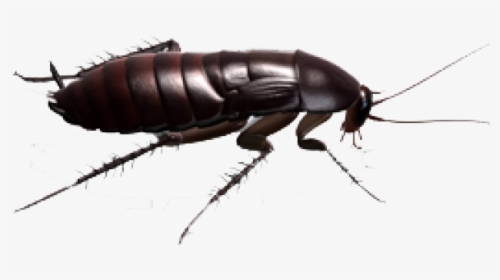 Cockroach Png Transparent Images - Cockroach, Png Download, Free Download