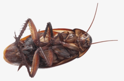 Large Cockroach On Its Back - Animal On Uts Back, HD Png Download, Free Download