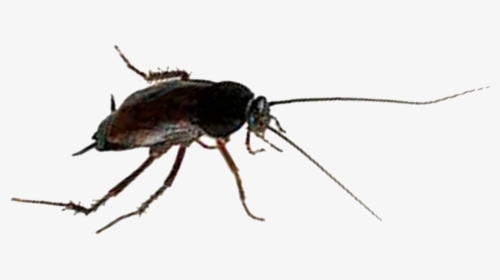 Oriental Cockroach - - Mosquito, HD Png Download, Free Download
