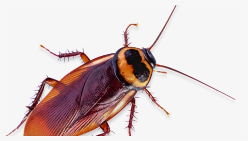 Cockroach Cutout, HD Png Download, Free Download