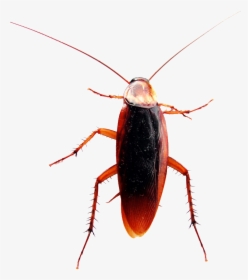 Head Thorax And Abdomen Of Cockroach, HD Png Download, Free Download