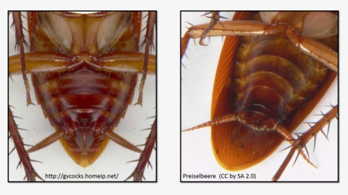 Types Of Subgenital Plates As Seen In Two Cockroaches - Difference Between Waterbug And Roaches, HD Png Download, Free Download