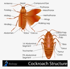 External Anatomy Of Cockroach, HD Png Download, Free Download