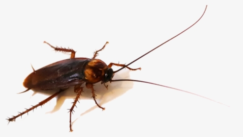 House Cockroaches, HD Png Download, Free Download