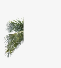 Palm Tree Leaves Psd - Palm Tree Leaves .psd, HD Png Download, Free Download