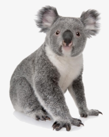 Koala Bear Transparent Background, HD Png Download, Free Download