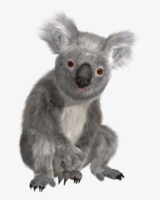 Koala Png - Transparent Background Koala Png, Png Download, Free Download