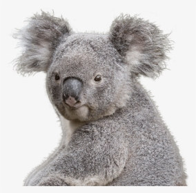 Transparent Koala Bear Background, HD Png Download, Free Download