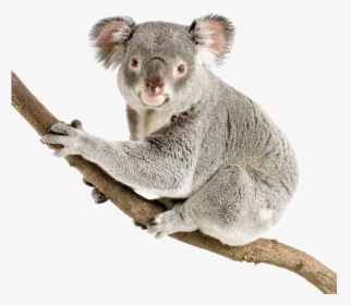Koala Png Transparent Background - Koala Png, Png Download, Free Download