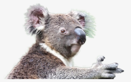 Koala Png Image - Koala Png, Transparent Png, Free Download
